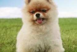 博美爆料新闻视频播放下载